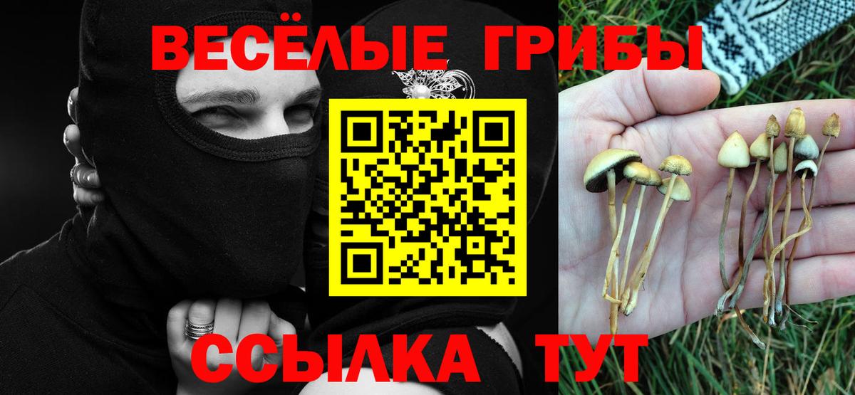 Галлюциногенные грибы Psilocybe Лесосибирск